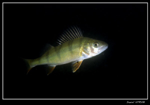 Pearch :-) by Daniel Strub 